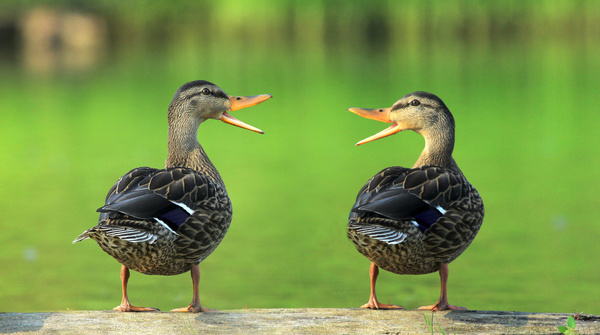 two ducks quack at each other in front of a pond