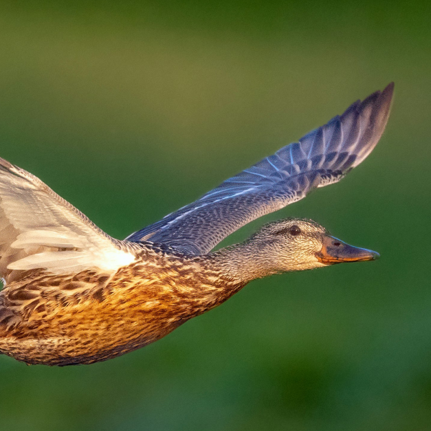 A duck in mid-flight on a blurred background.